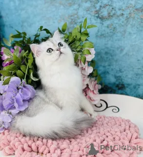 Фото №3. Шотландский прямоухий. Украина