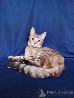 Фото №2 к объявлению №165479 о продаже  - купить в России частное объявление