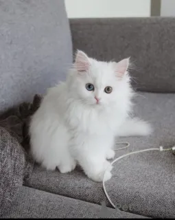 Фото №1.  - купить в Пьекс -мамаки сельский муниципалитет за Бесплатно. Объявление №162278