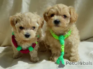 Дополнительные фото: МальтіпуF1MaltipooF1цуценята1,5місpuppies 1.5 months  Ukraine, Kyiv.  Worldwide