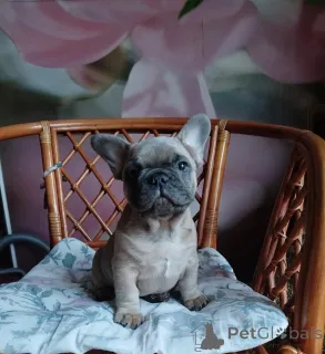 Дополнительные фото: Французский бульдог