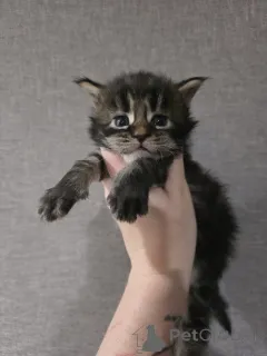 Фото №3. Мэн Кун Котенок чистокровный. Австрия