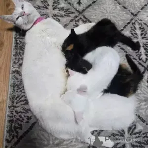 Фото №2 к объявлению №167275 о продаже турецкий ван - купить в Германии частное объявление