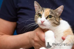 Фото №4. Продам  в Москве реке частное объявление - цена Бесплатно