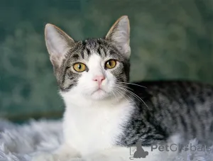 Дополнительные фото: Трогательный, нежный котенок-подросток Месси ищет дом