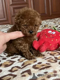 Дополнительные фото: Toy poodle /teacup puppies