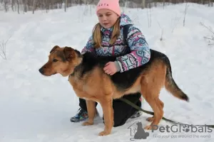 Дополнительные фото: Замечательный пес Стив мечтает о доме.