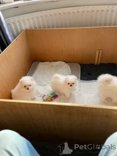 Дополнительные фото: Щенки померанского шпица