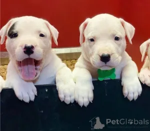 Фото №1. аргентинский дог - купить в Кочему за 32468₽. Объявление №147592