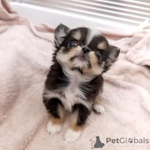 Фото №4. Продажа чихуахуа в Хельсинки частное объявление, из приюта - цена 46384₽