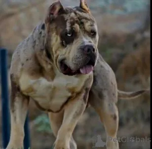 Дополнительные фото: Американский хулиган XL щенки для продажи