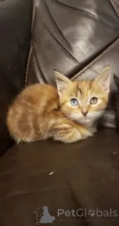 Дополнительные фото: Котята Манчкин