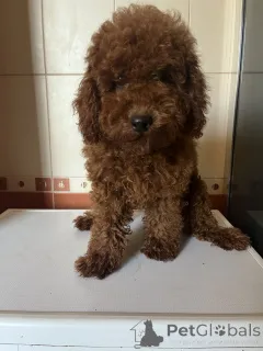 Фото №4. Продажа пуделя (той) в Киеве частное объявление, из питомника, заводчик - цена 148427₽