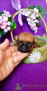 Фото №1. пти-брабансон - купить в Москве реке за 40000₽. Объявление №165853