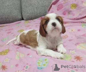 Дополнительные фото: Щенки кавалер кинг чарльз спаниель