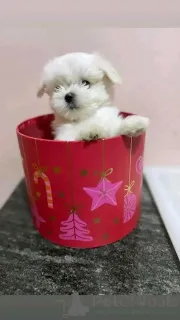 Фото №3. Teacup-Malteser-Welpen Sind Bereit Zur Усыновление.  Германия