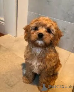 Фото №3. Chiots Cavapoo в продаже.  Бельгия