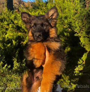 Фото №2 к объявлению №157204 о продаже немецкую овчарку - купить в Германии частное объявление, заводчик