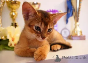 Фото №4. Продам абиссинскую в Риге из питомника - цена 92767₽