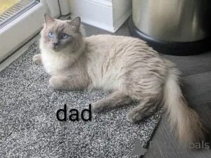 Дополнительные фото: красивые котята чистый рэгдолл все котята зарезервированы