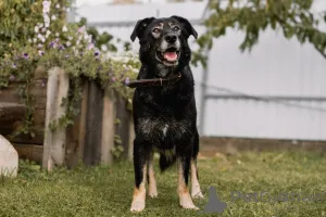 Дополнительные фото: Нежная Алсу в поисках дома!