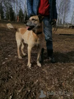 Фото №4. Продажа беспородную в Пушкино частное объявление - цена Бесплатно