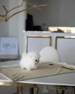 Фото №1. померанский шпиц - купить в Los Angeles за 39426₽. Объявление №135455