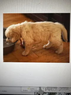 Фото №2 к объявлению №142638 о продаже золотистого ретривера - купить в Сербии 