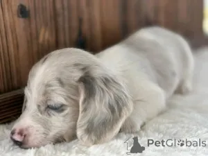 Фото №2 к объявлению №162955 о продаже таксу - купить в США заводчик