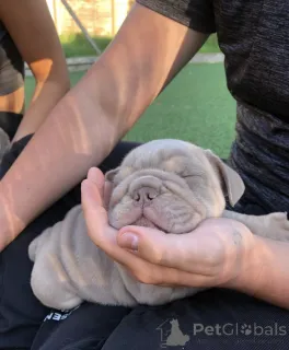 Фото №4. Продажа английского бульдога в Риме частное объявление - цена 231918₽