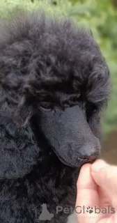 Фото №4. Продажа  в Siófok из питомника, заводчик - цена договорная