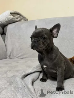 Фото №3. Французский бульдог Welpen zu vermitteln..  Германия