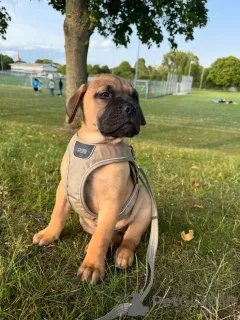 Фото №2 к объявлению №158466 о продаже ка-де-бо - купить в Германии из приюта, заводчик