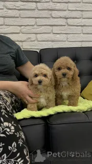 Фото №3. Продаются милые очаровательные щенки той-пуделя, обращайтесь в WhatsApp Business.  Германия