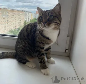 Дополнительные фото: Кошка Сима с зелёными глазами в добрые руки.