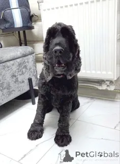 Дополнительные фото: Ищет дом английский кокер-спаниель Даня.