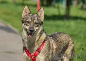Фото №1. беспородная - купить в Москве реке за Бесплатно. Объявление №154298