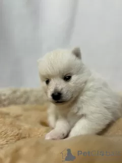 Дополнительные фото: Pomsky puppies (Щенки Помски)