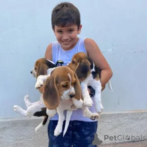 Фото №1. бигль - купить в Берлине за договорная. Объявление №166516