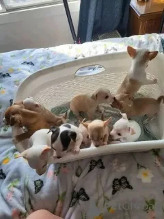 Фото №1. чихуахуа - купить в Манчестер за договорная. Объявление №166829