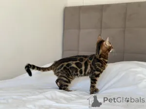 Фото №2 к объявлению №125549 о продаже бенгальская - купить в США частное объявление, из питомника, заводчик