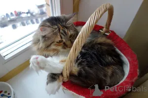 Дополнительные фото: Домашняя трехцветная кошечка Дэлька в добрые руки