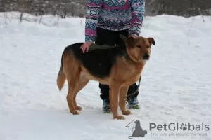 Фото №3. Замечательный пес Стив мечтает о доме..  Россия