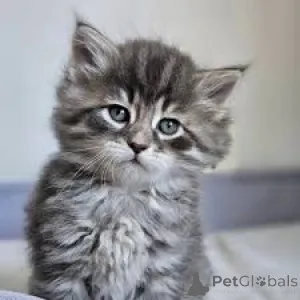 Фото №3. Myytävät siperiankissanpennut. Финляндия