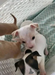 Фото №2 к объявлению №166829 о продаже чихуахуа - купить в Великобритании частное объявление, заводчик