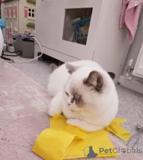 Фото №3. British Shorthair Color Point мужчина. Германия