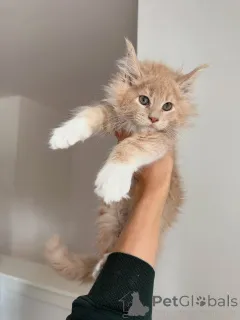 Фото №2 к объявлению №155394 о продаже мейн-кун - купить в Ирландии частное объявление