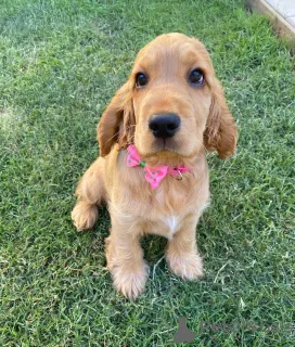 Фото №1. английский кокер-спаниель - купить в Andelst за договорная. Объявление №161299