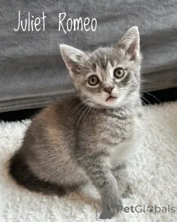 Фото №1. беспородная - купить в Мюнхене за 37107₽. Объявление №150625