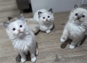 Фото №1. рэгдолл - купить в Биерсдорф за 32468₽. Объявление №153368